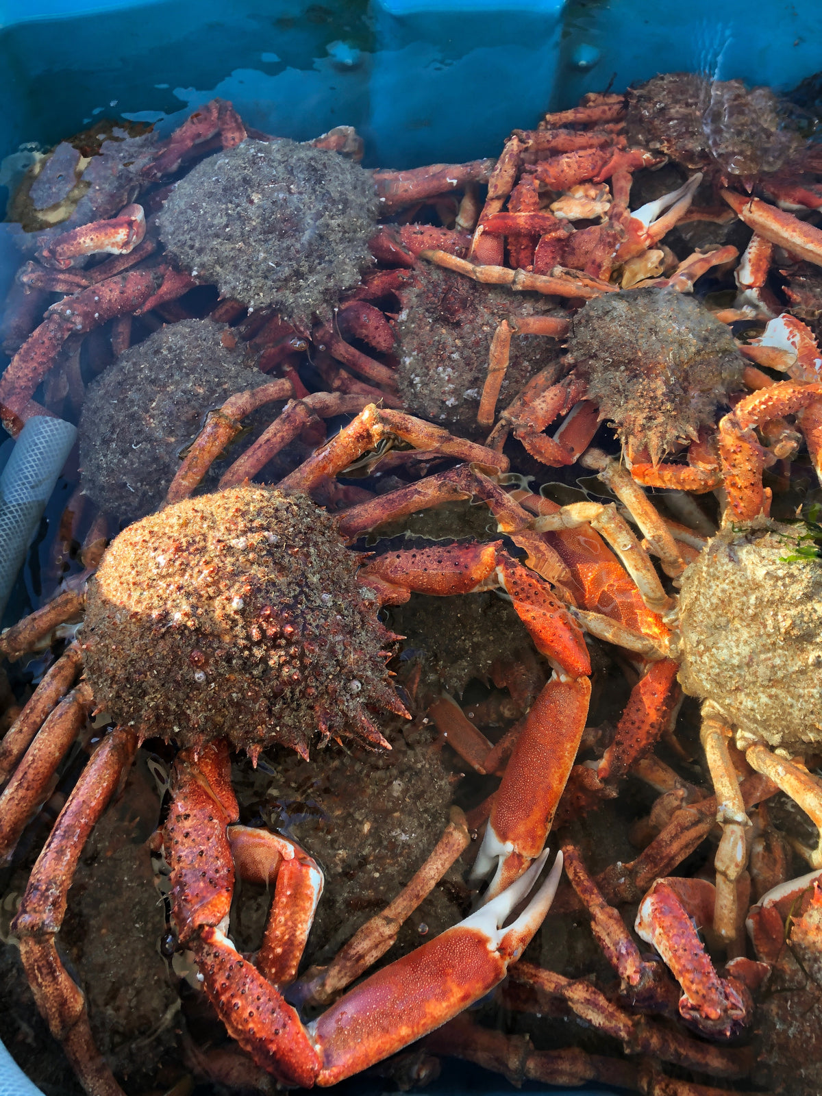 Araignées gros mâles (King crab normand) vivants