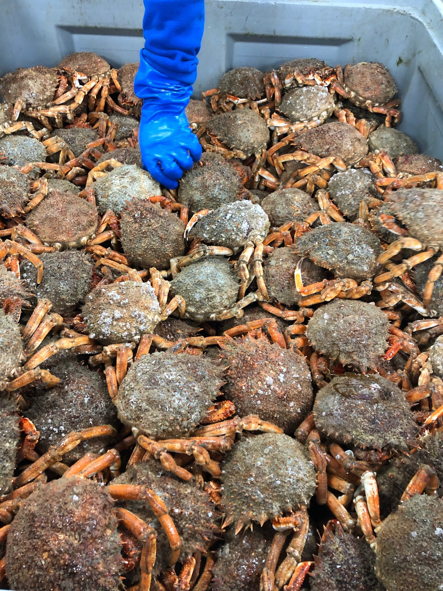 Moussette Granville la pièce vivante