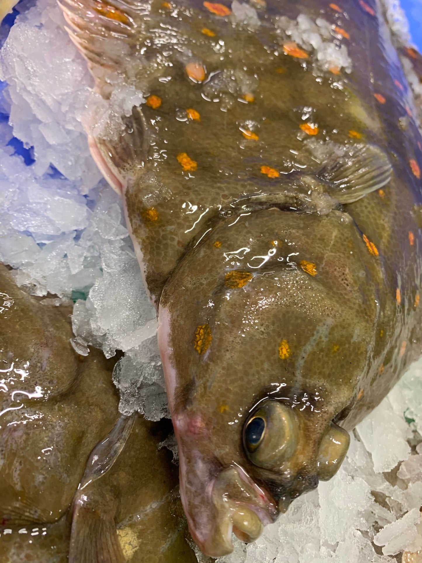 Panier de poissons
