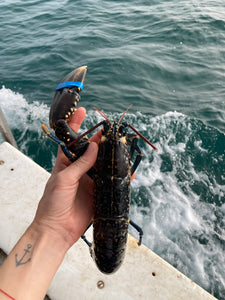 Homard épaté (la pièce)