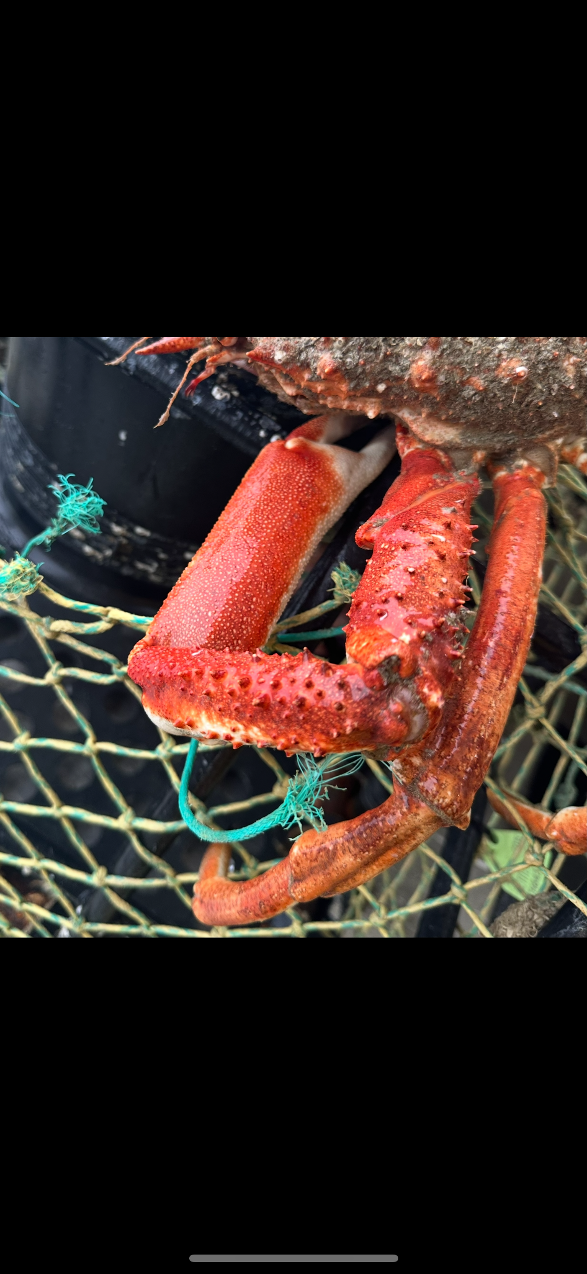 Pinces d’araignées cuites 500 grammes