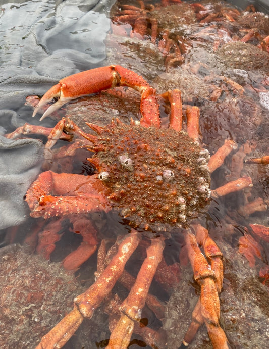Araignée petite mâle. La pièce. Pêche de notre bateau, La Petite Laura. Vendu vivant.