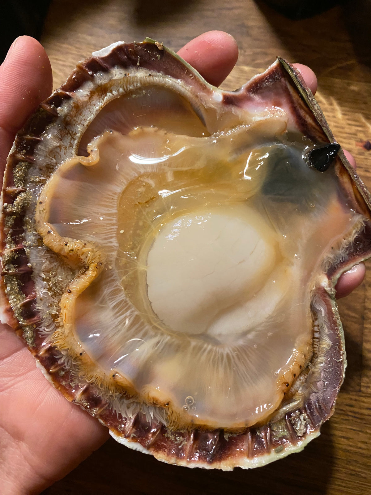 Coquilles Saint-Jacques par 2 kg entières