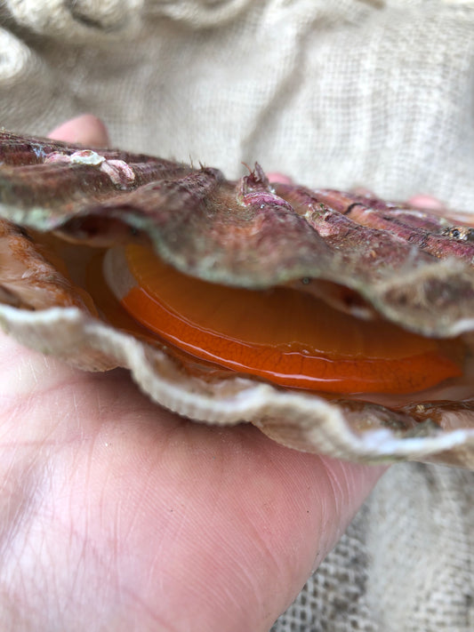 Coquilles Saint-Jacques par 1 kilo