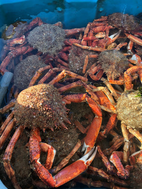 Araignées gros mâles (King crab normand)