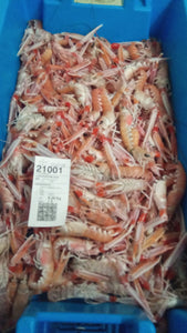 Langoustines vivantes taille M  (500 grammes)